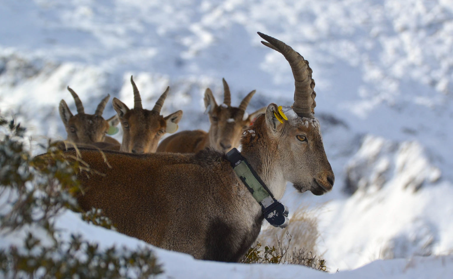 Bouquetins dans la neige