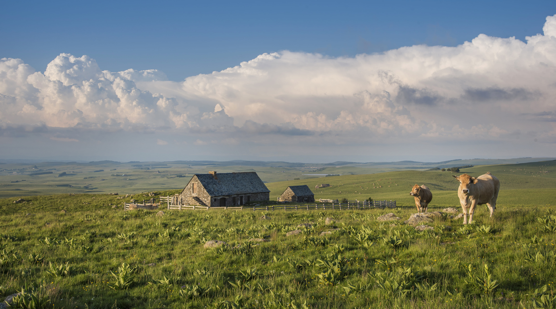 Paturage à Meravilles dans le Parc naturel régional de l'Aubrac