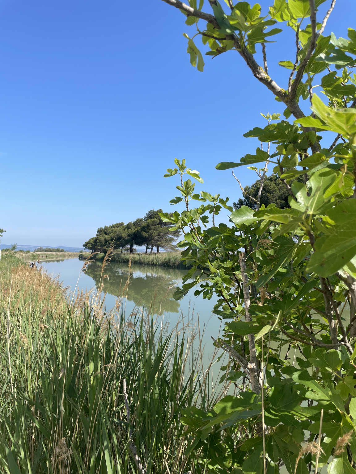 Canal du midi