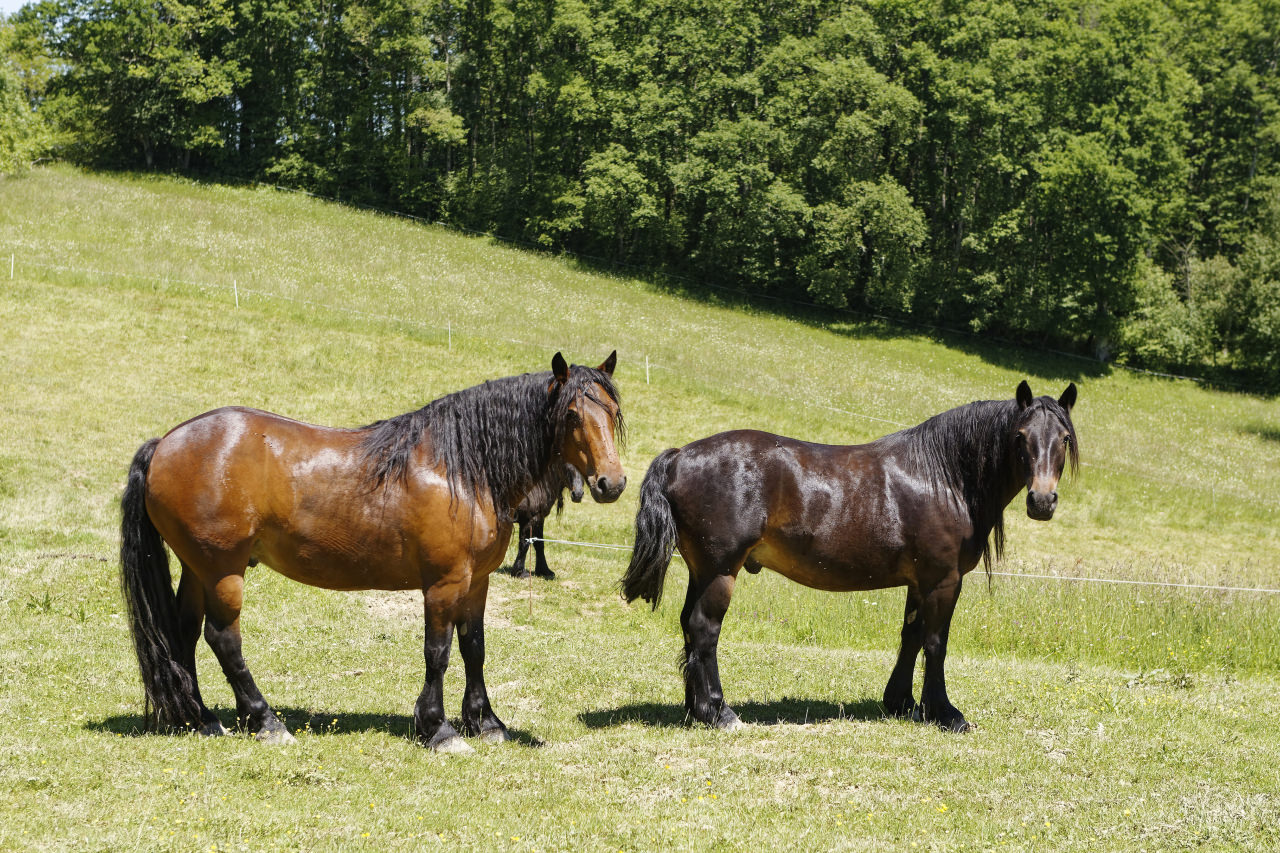 Cheval Castillonnais