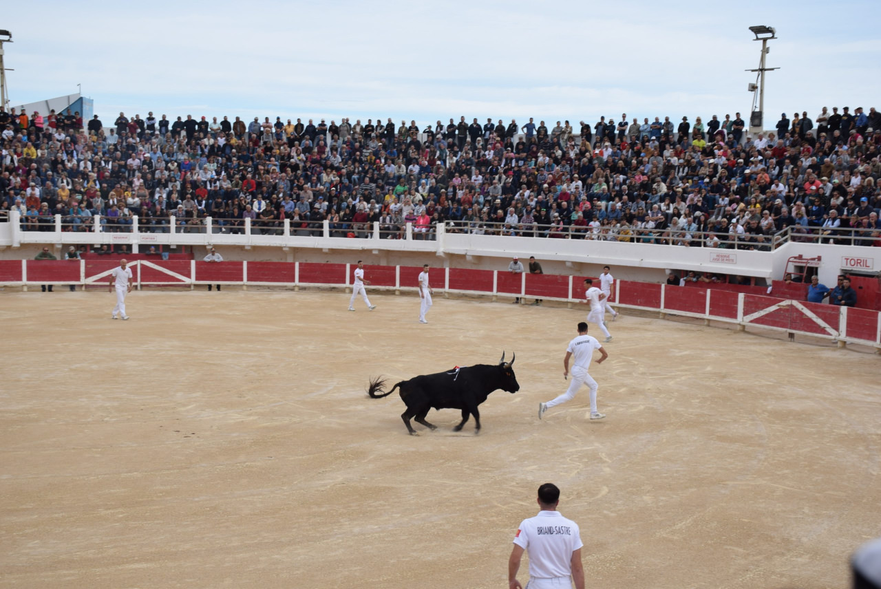 Course camarguaise