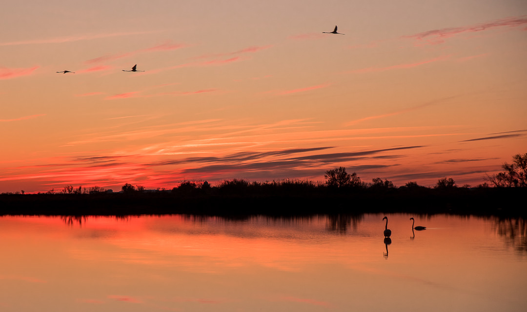 Flamants roses