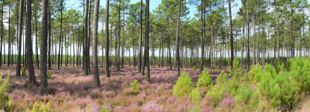 Foret de pins