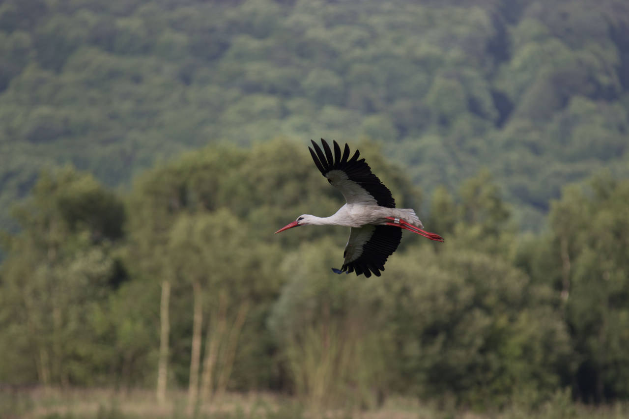 Cigogne