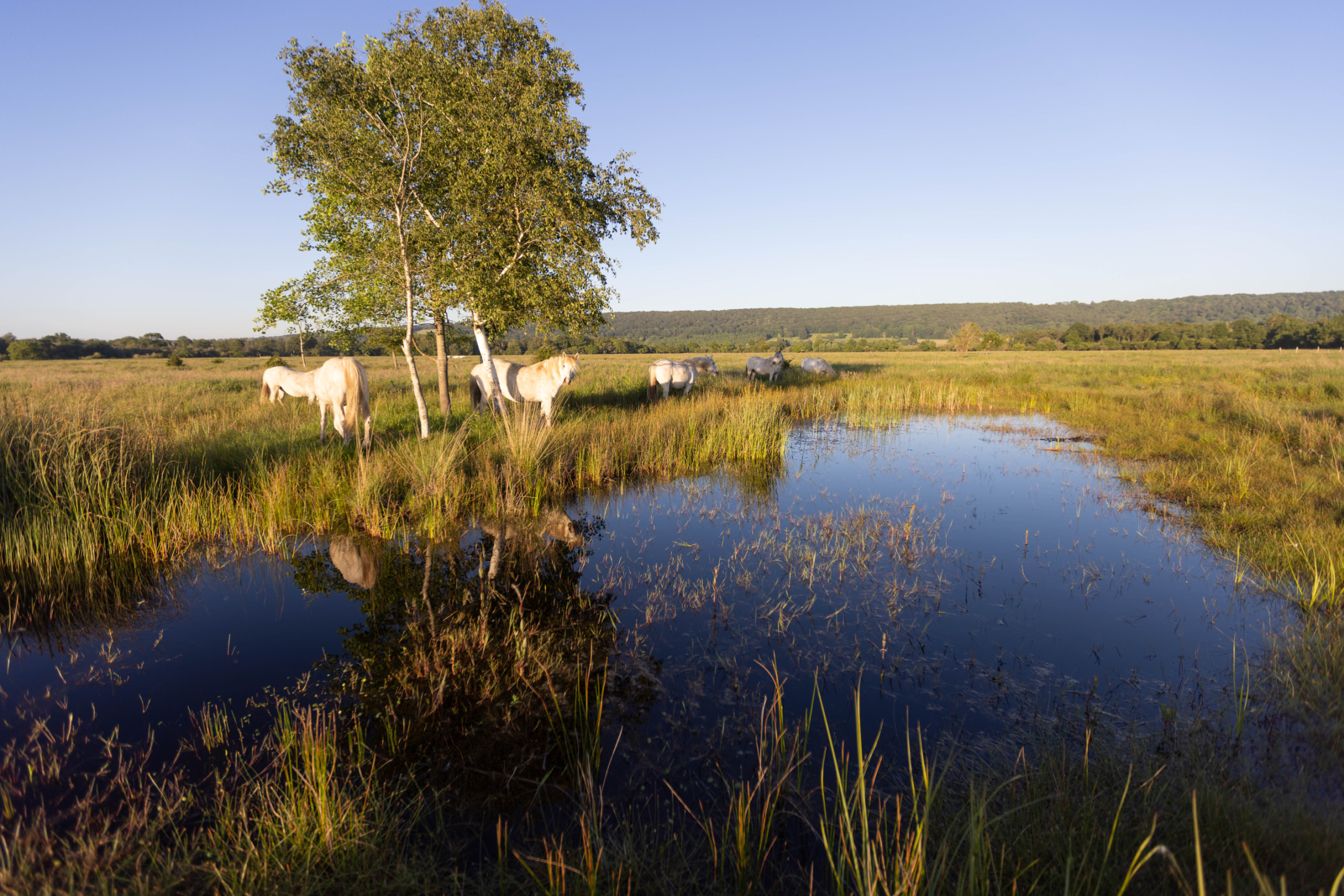 Marais Vernier