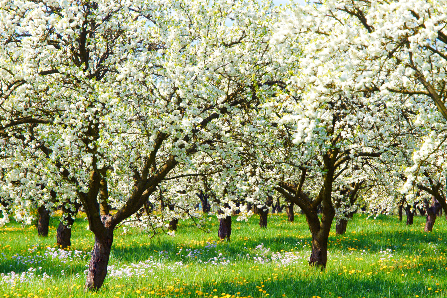 Mirabelliers en fleurs