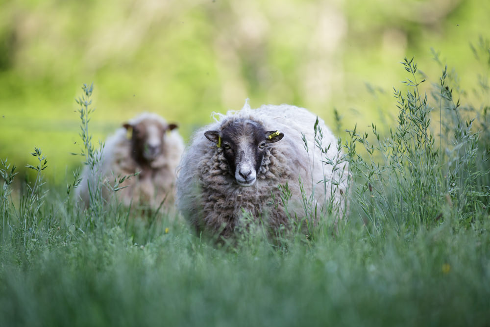 Moutons Morvan