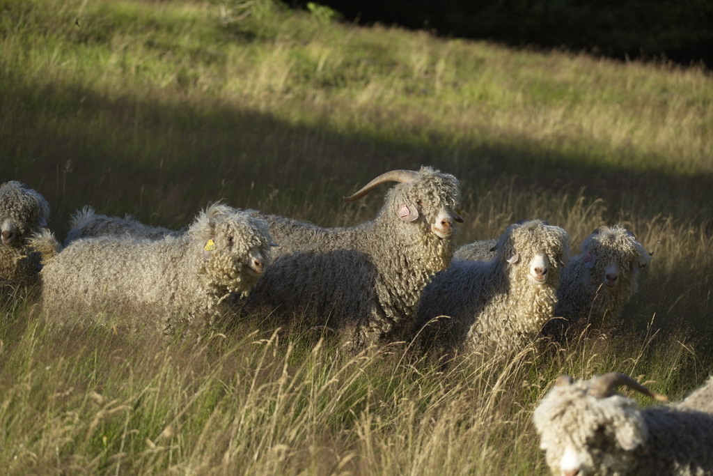Mouton Morvan