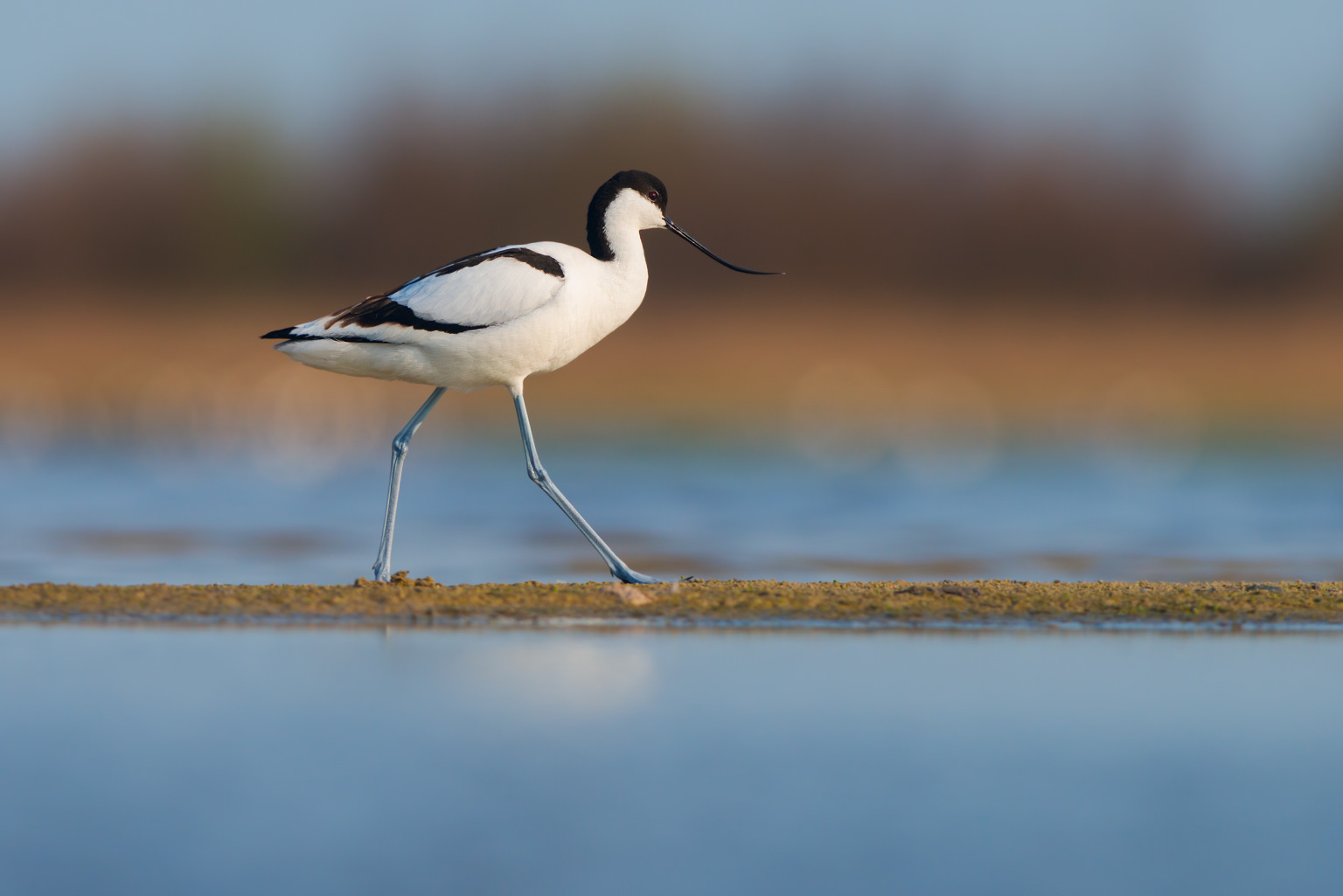 Oiseau Avocette