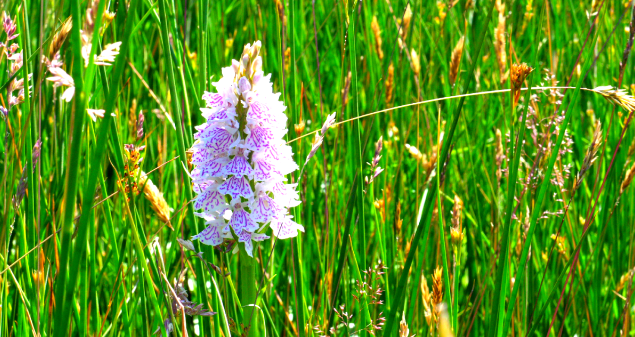 orchidée