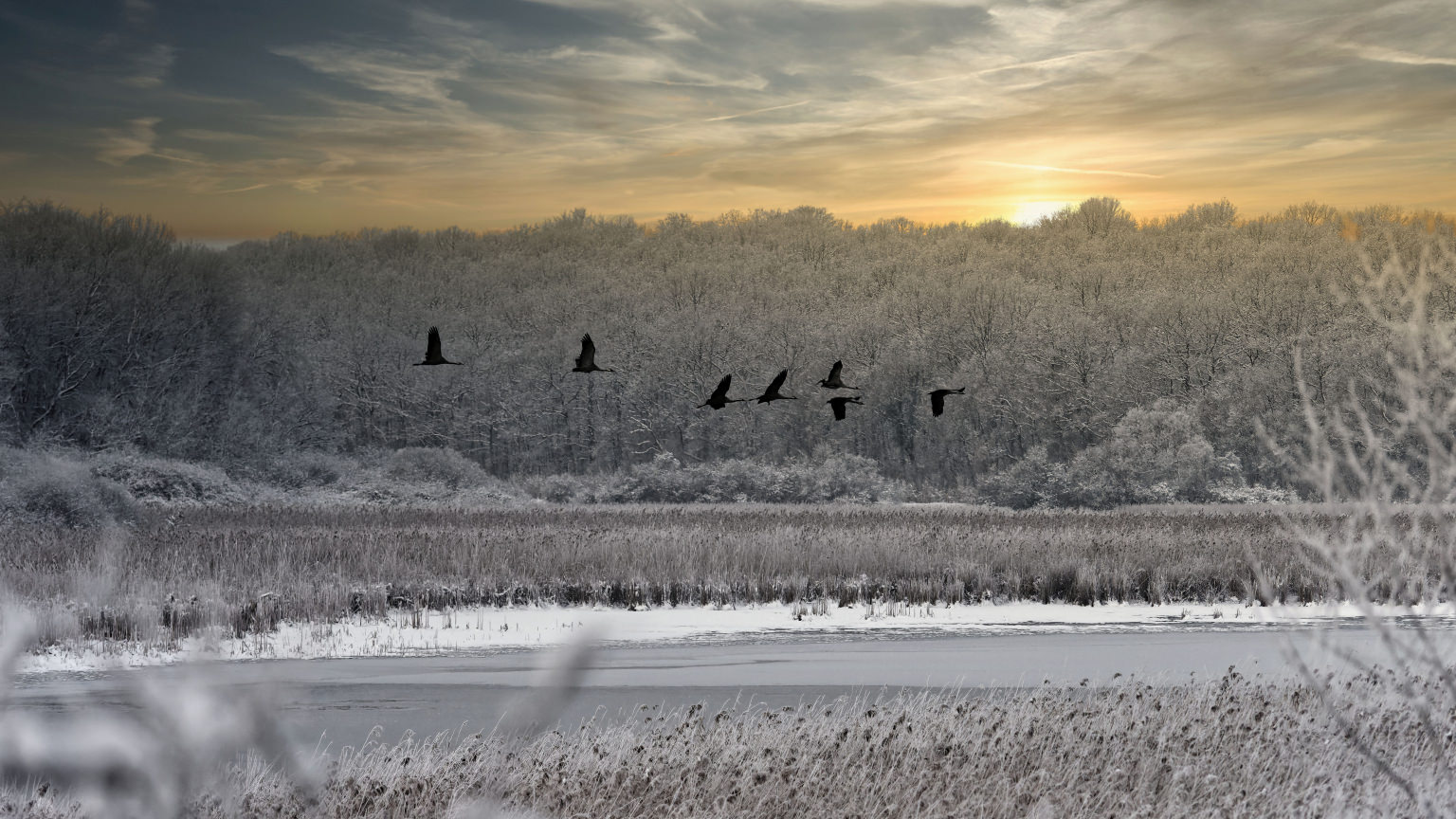 Grues cendrées l'hiver PNR Lorraine