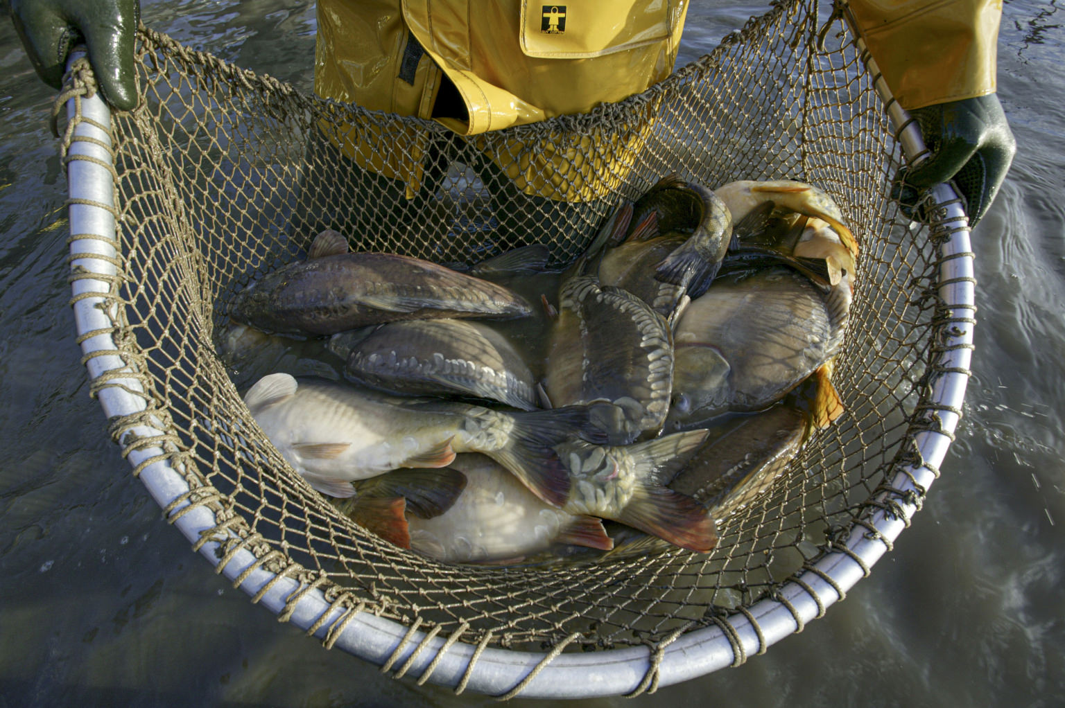 Pêche étang Brenne