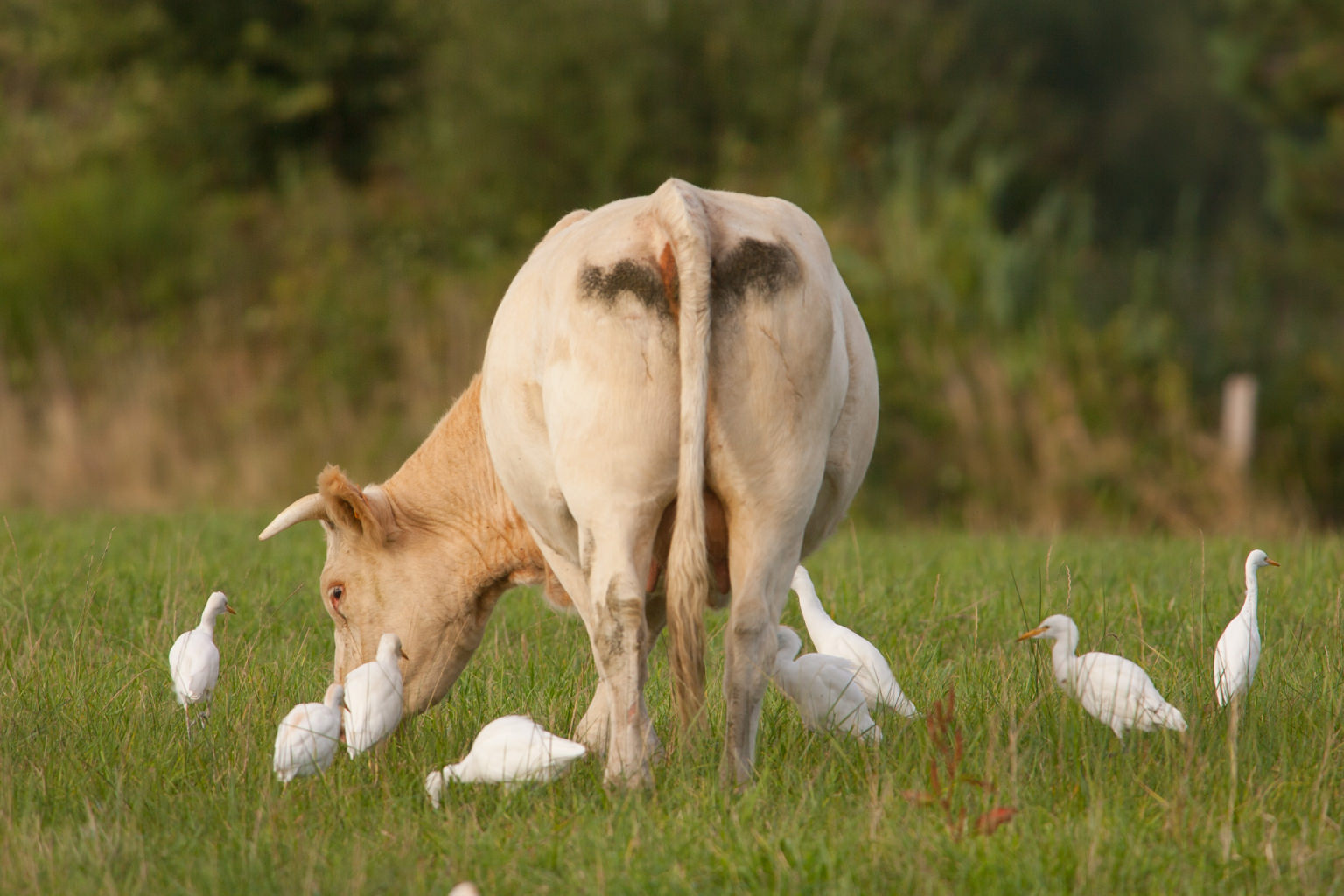 Vache PNR BRENNE