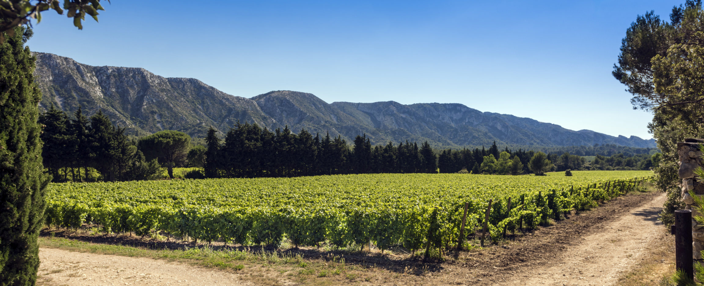 Vignes Parc naturel régional des Alpilles