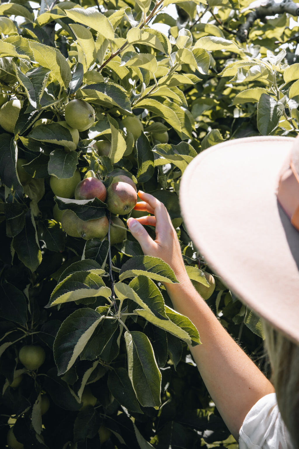 Route des fruits