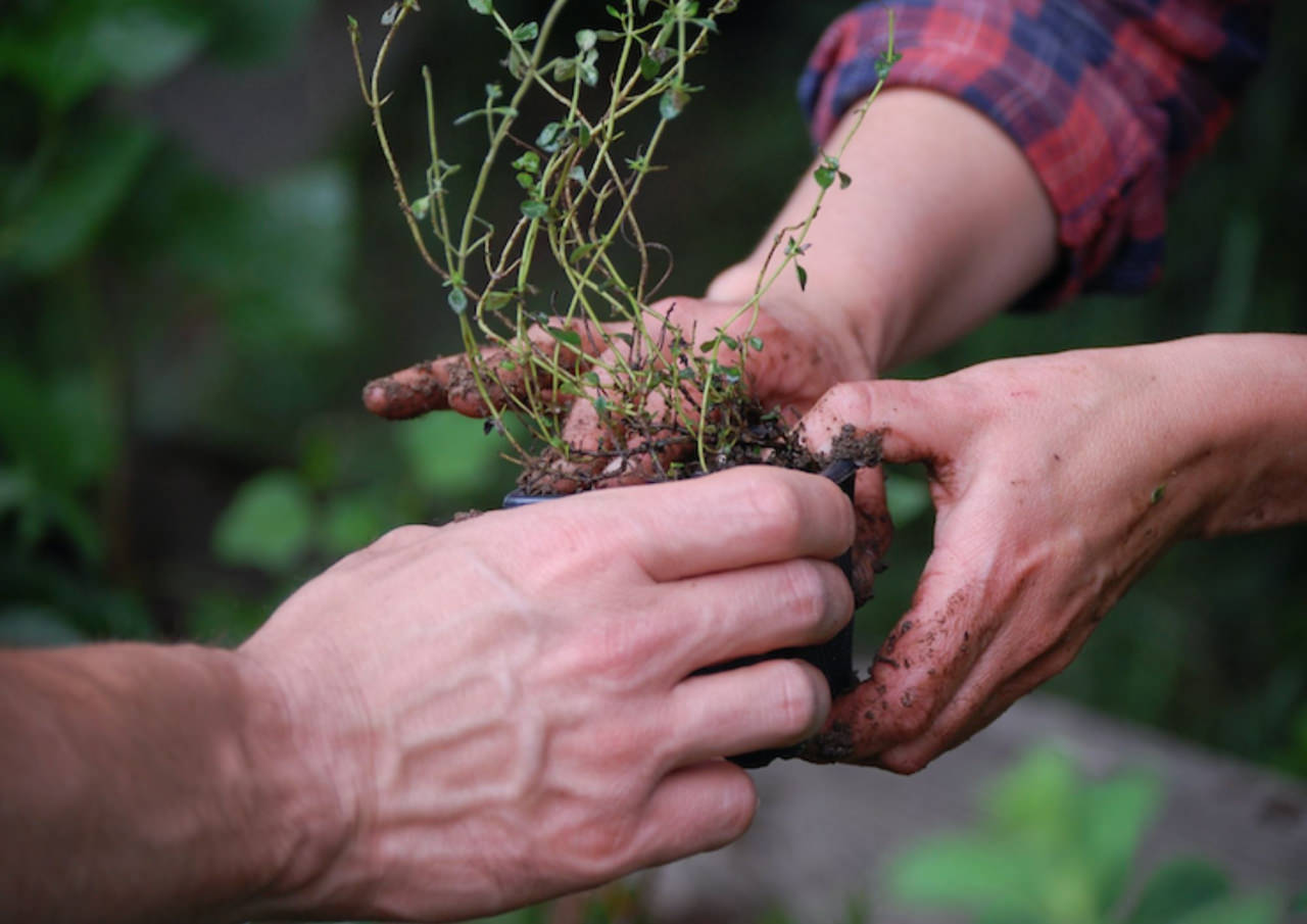 Ruats potager