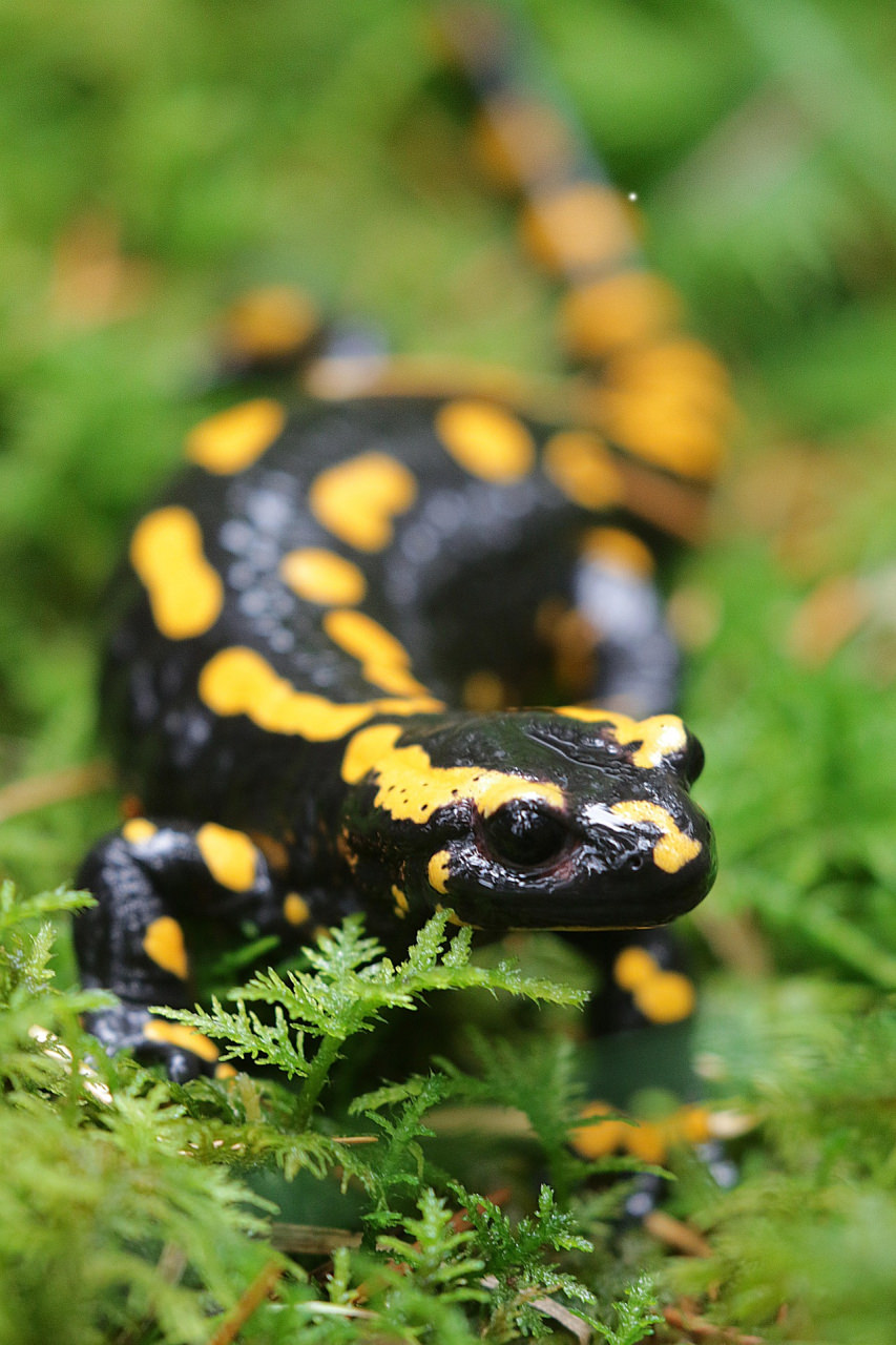 Salamandre tachetée