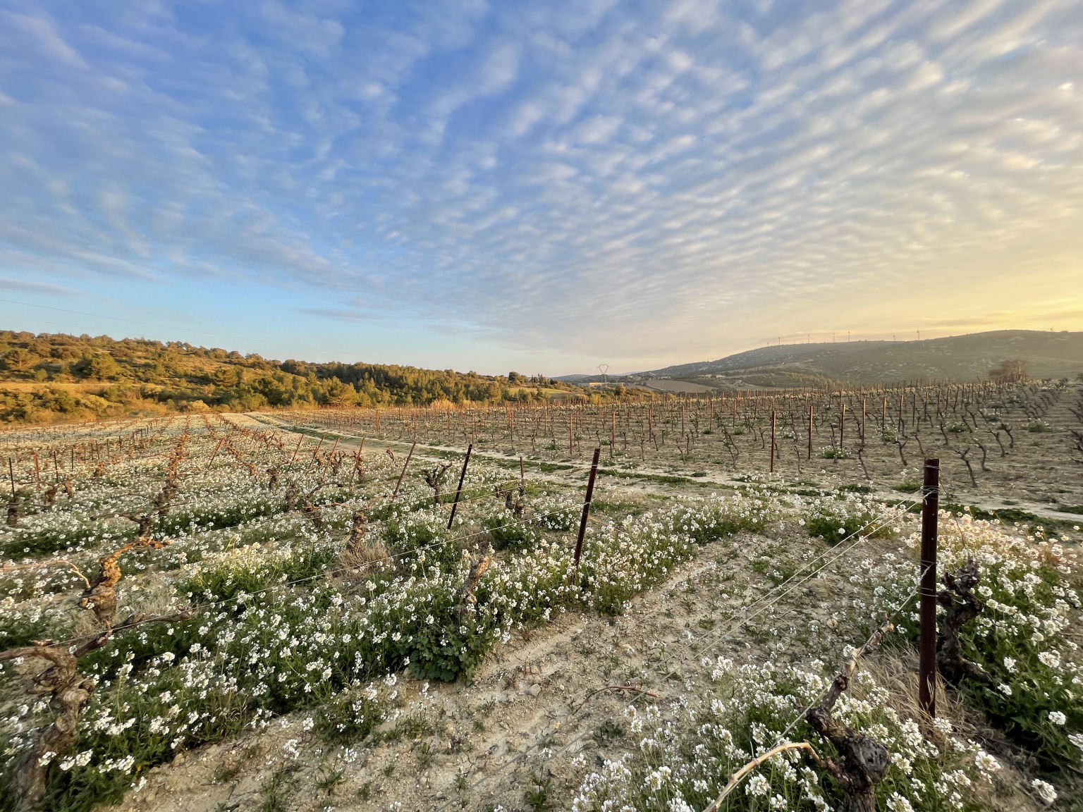 Vignoble