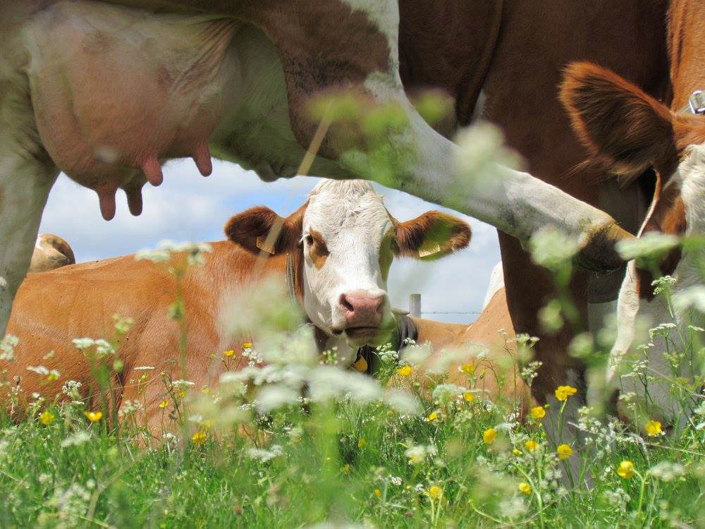 Visite de ferme