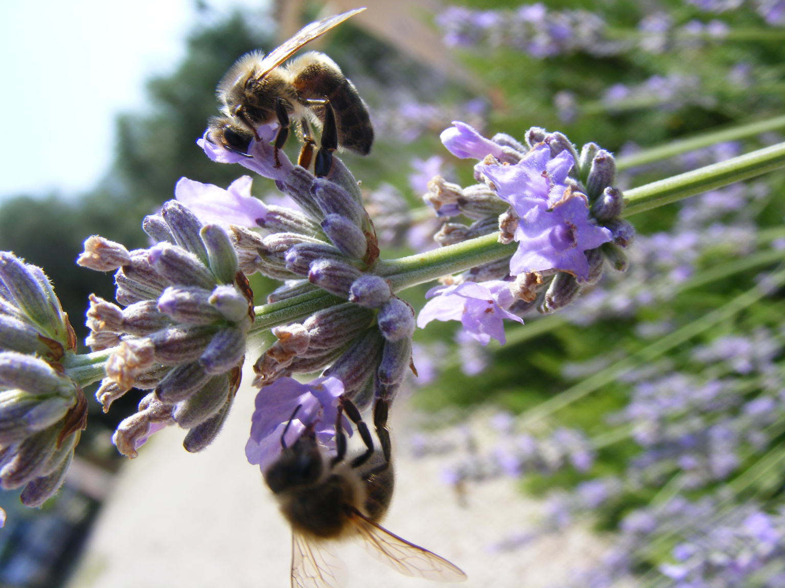 Abeilles lavande PNR PA
