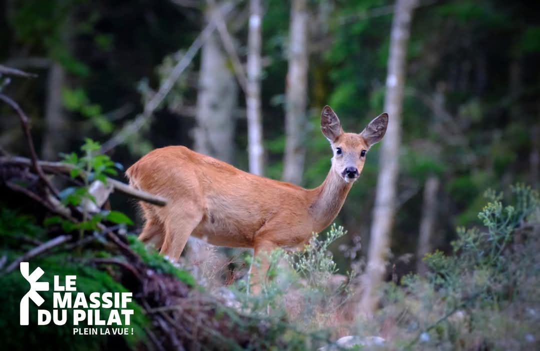 Biche dans le Pilat
