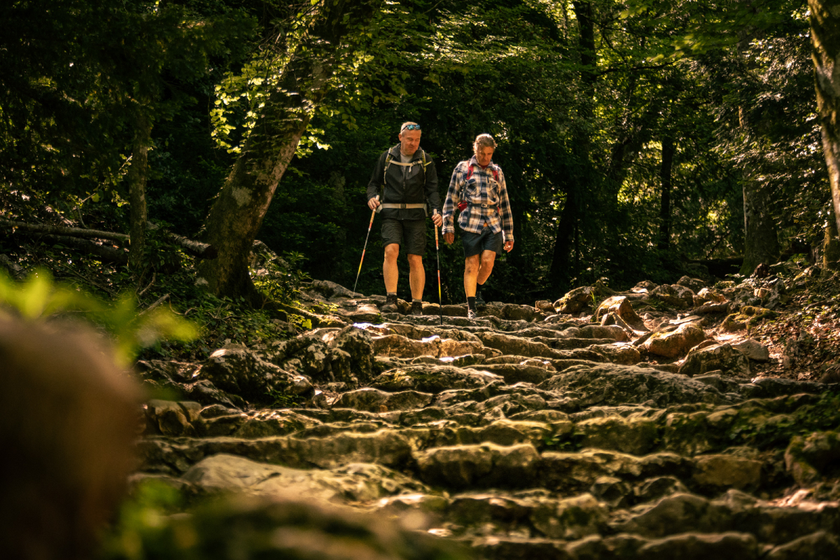Plandaups foret