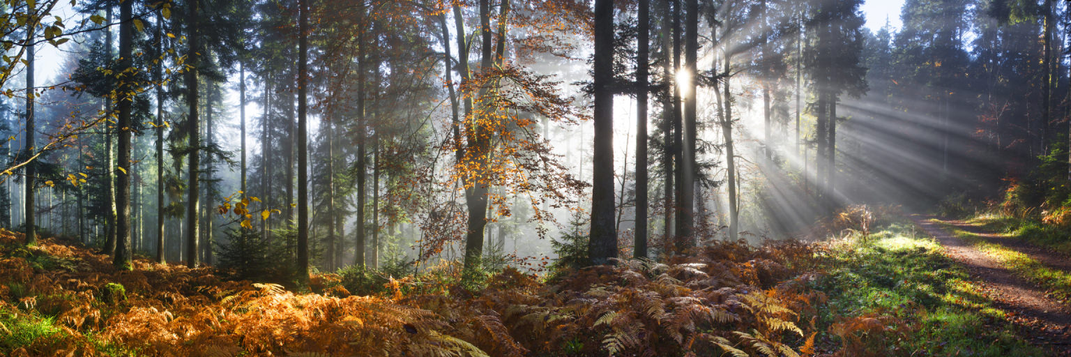 ©Alsace Destination Tourisme, F.Zvardon