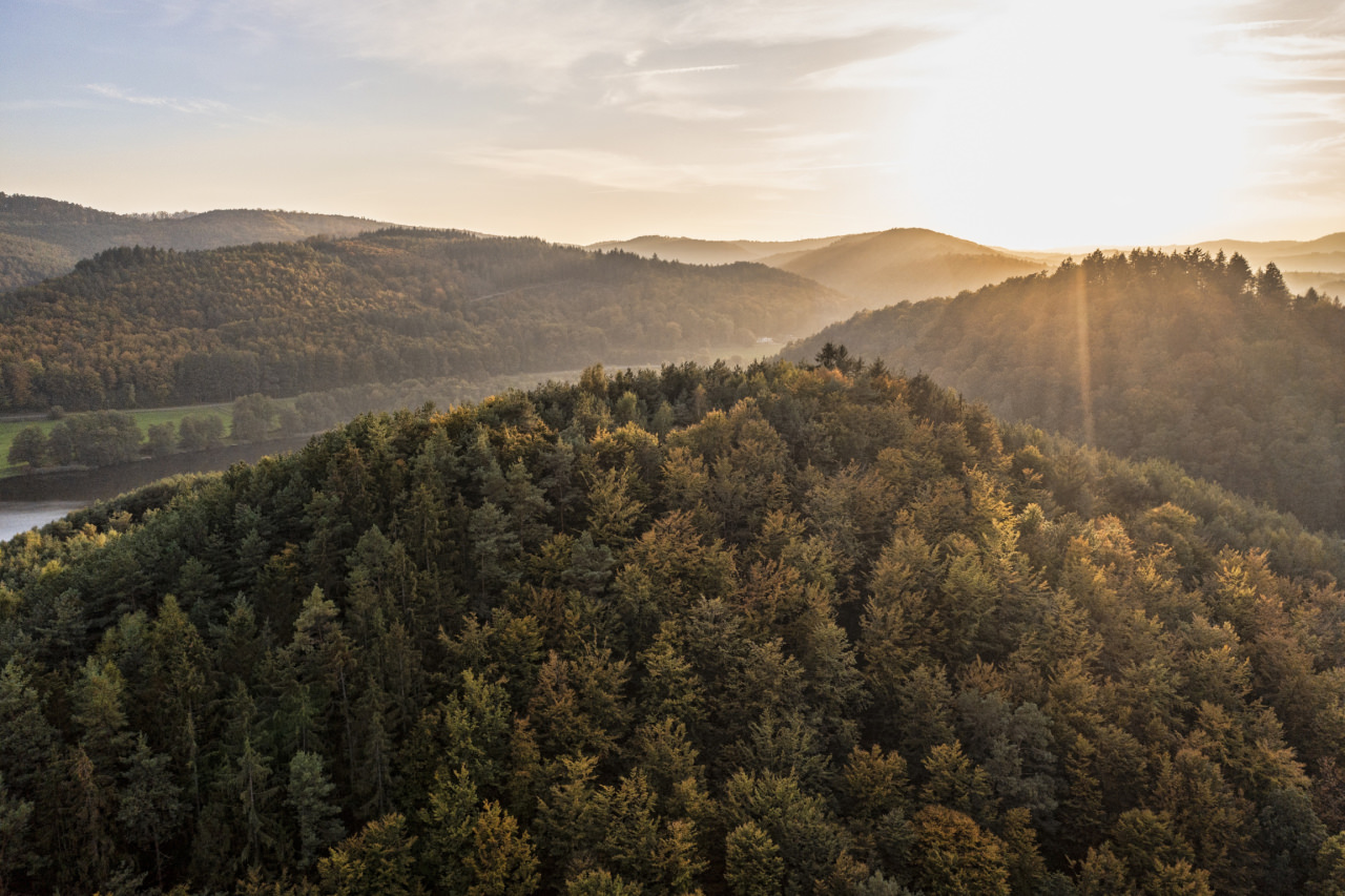 Forêt crépuscule - ©E Wilhelmy