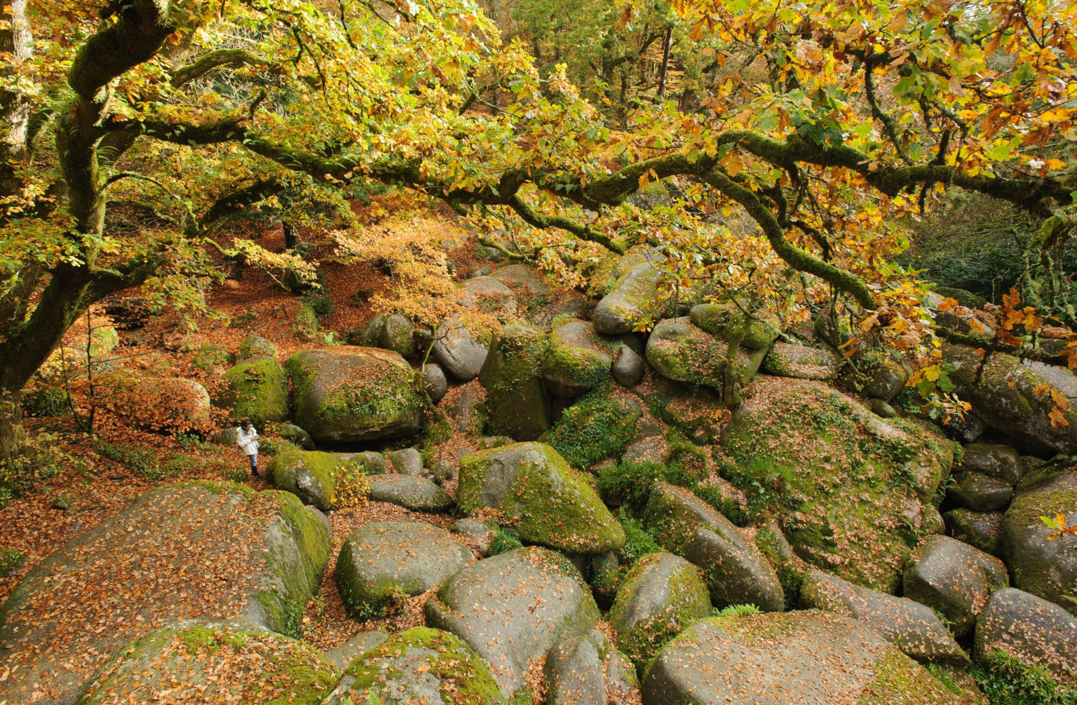 Forêt d'Huelgoat