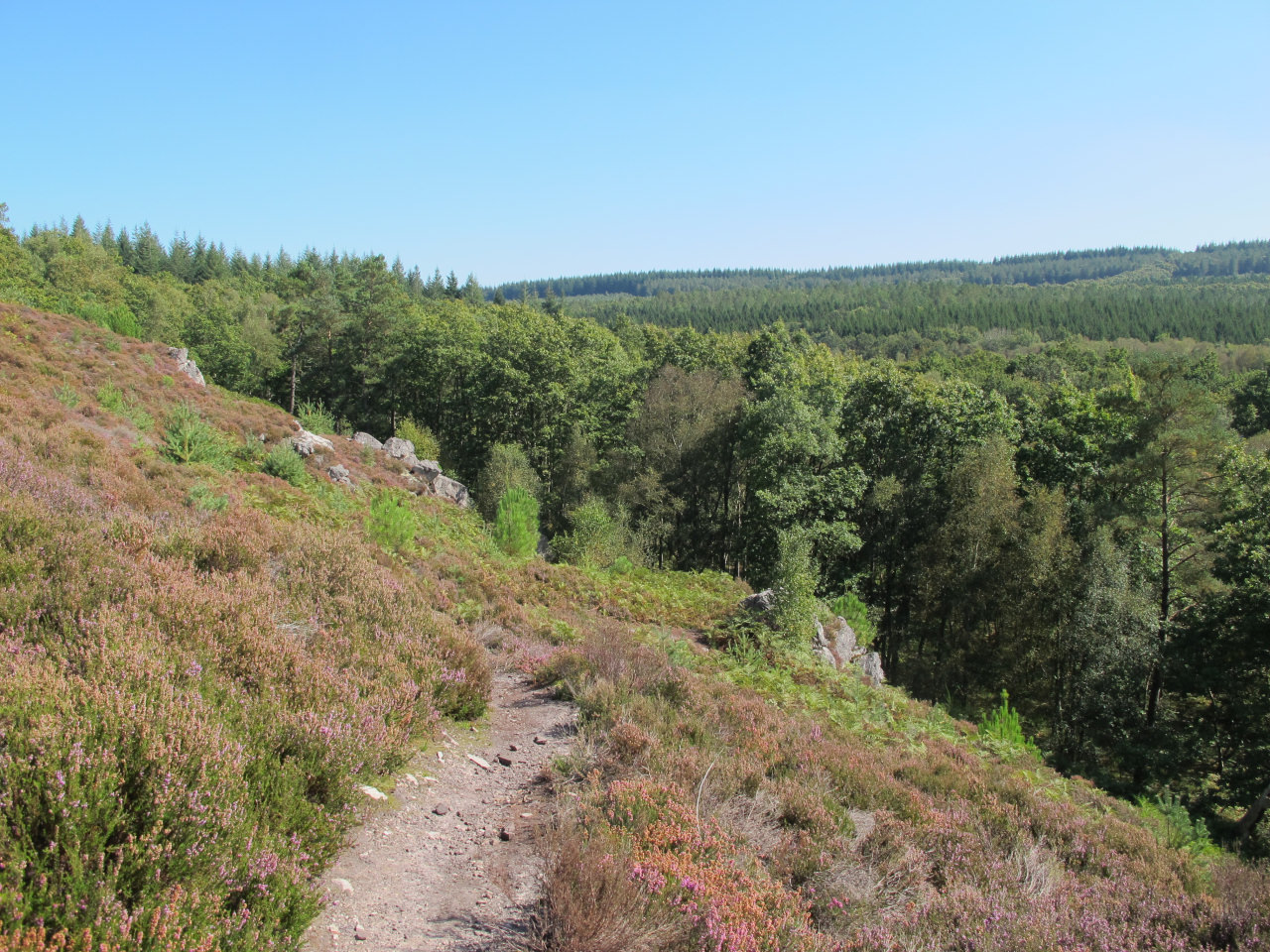 Forêt Sillé