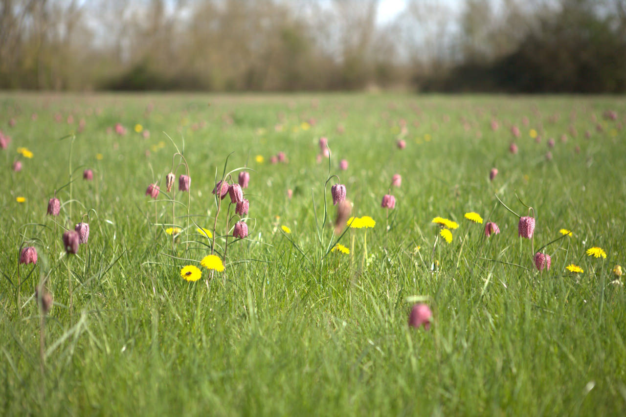 Fritilaires PNRLAT