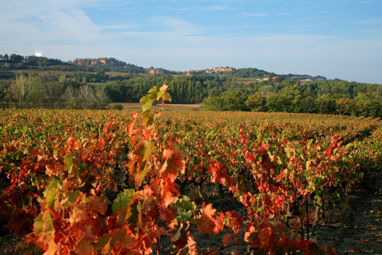 Paysage vignes