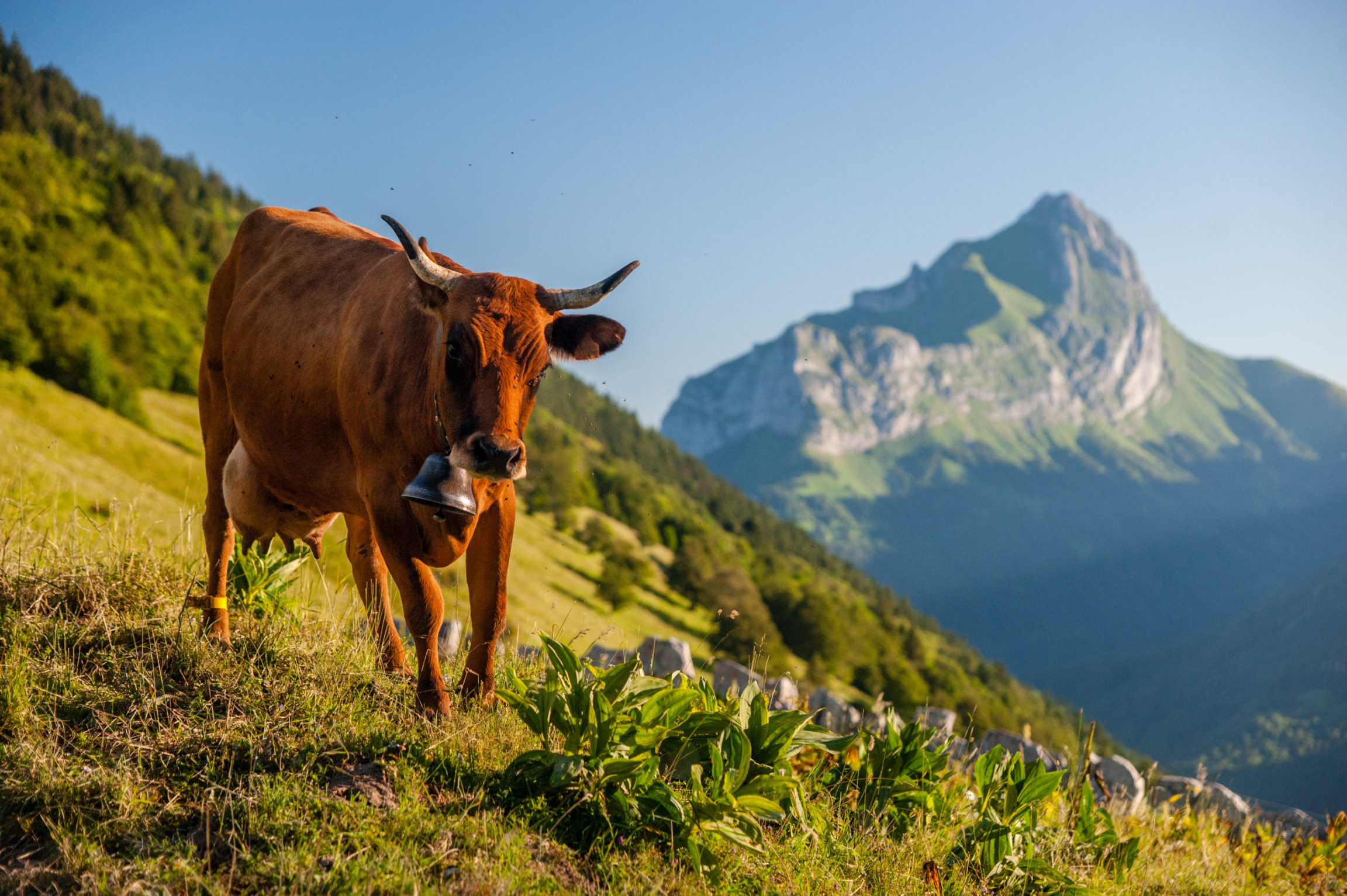 alpage à l'Arclusaz et massif du Trelod