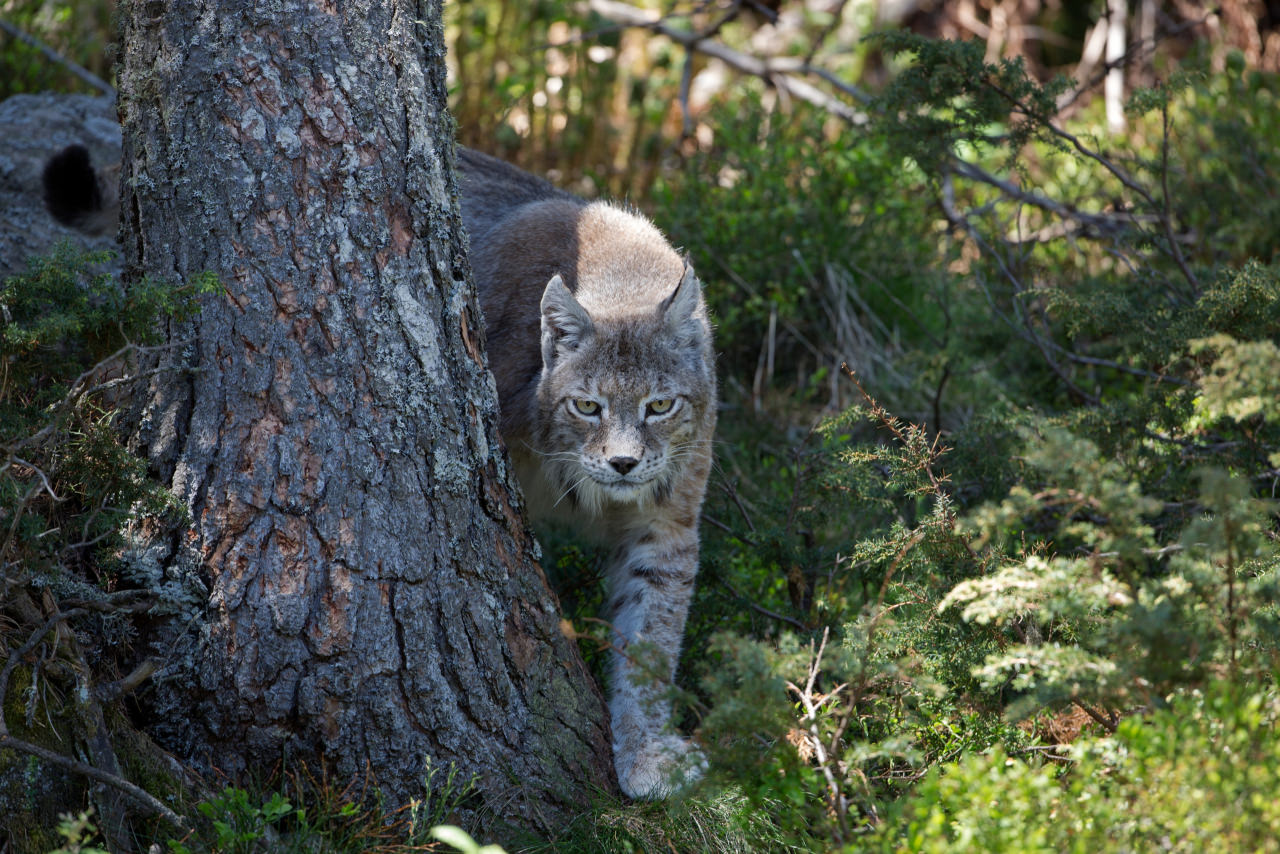 © Bernard BELLON Lynx MB
