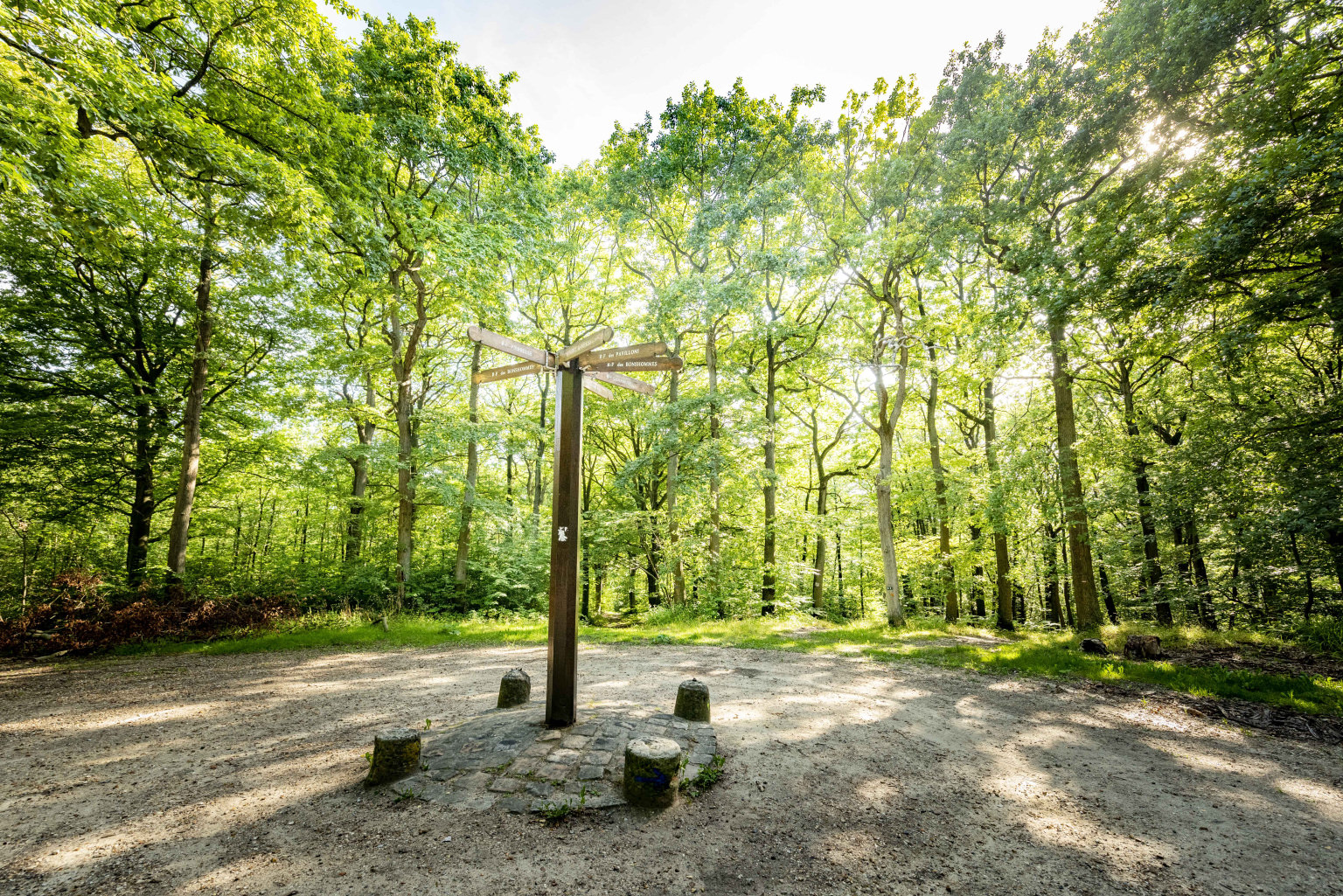 Nervil la forêt