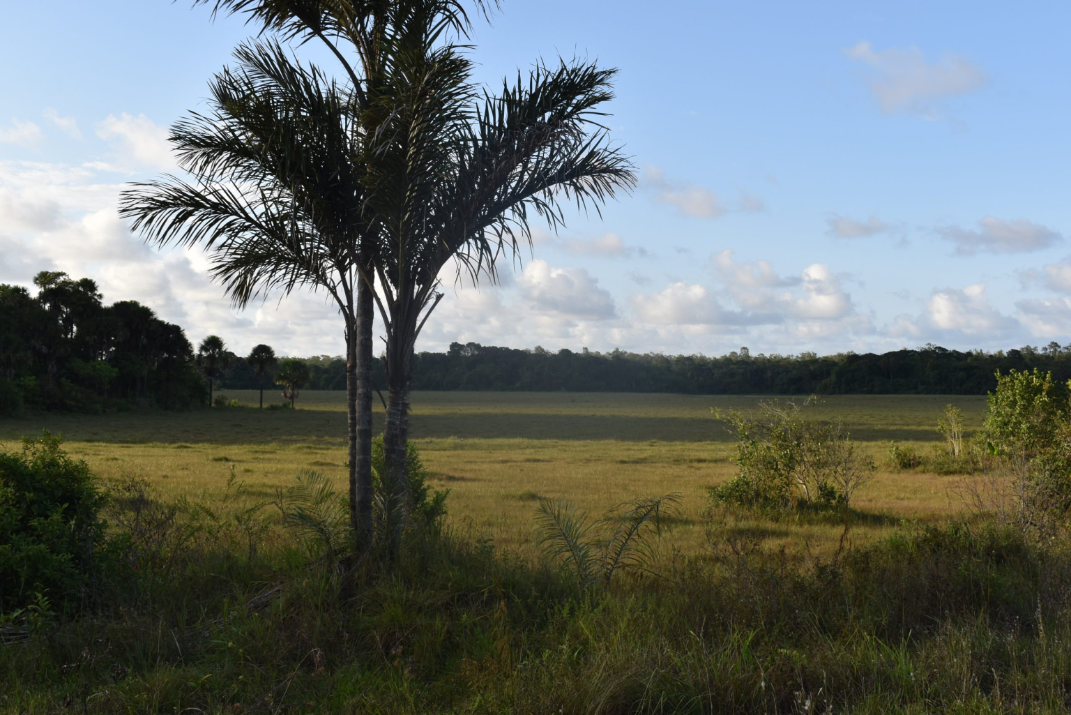 Savane Grand macoua