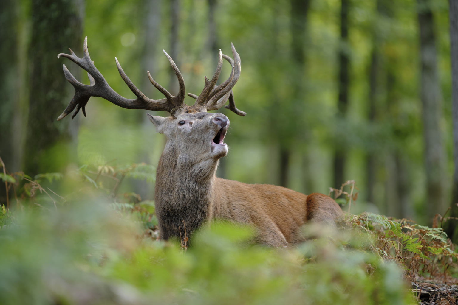 Cerf