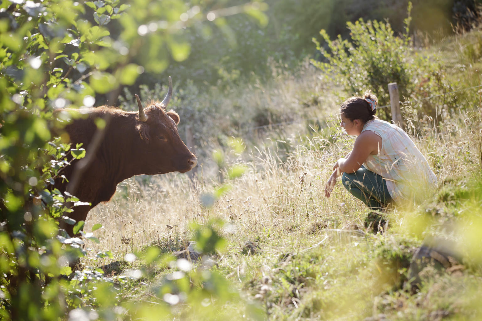 Vache-Salers - ©LudovicCombe