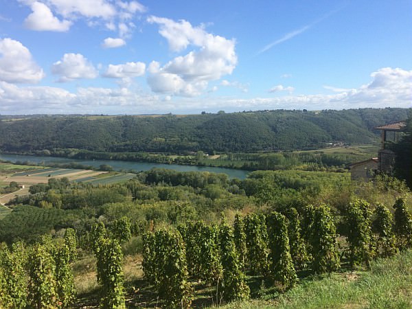 Vignes sur la vallee du Rhone