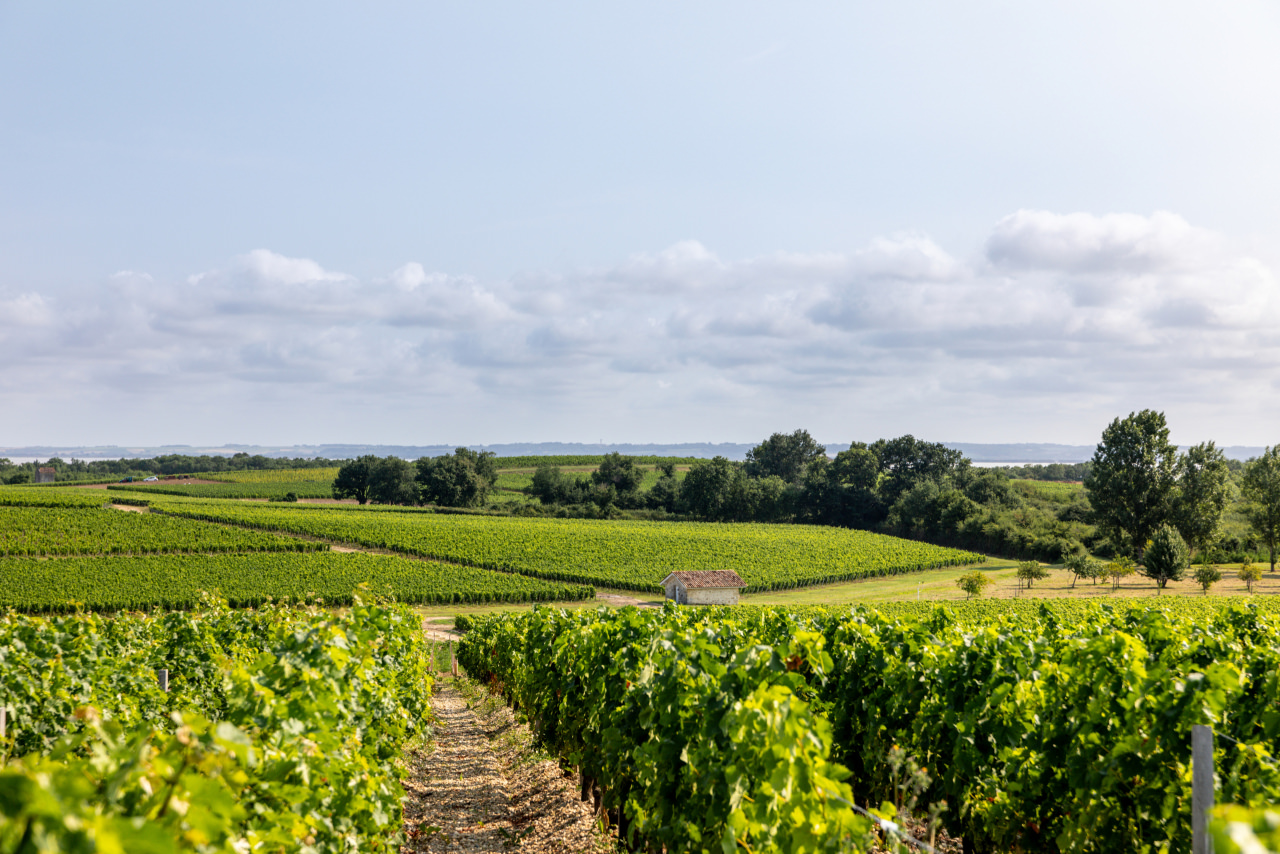 Vignoble Medoc