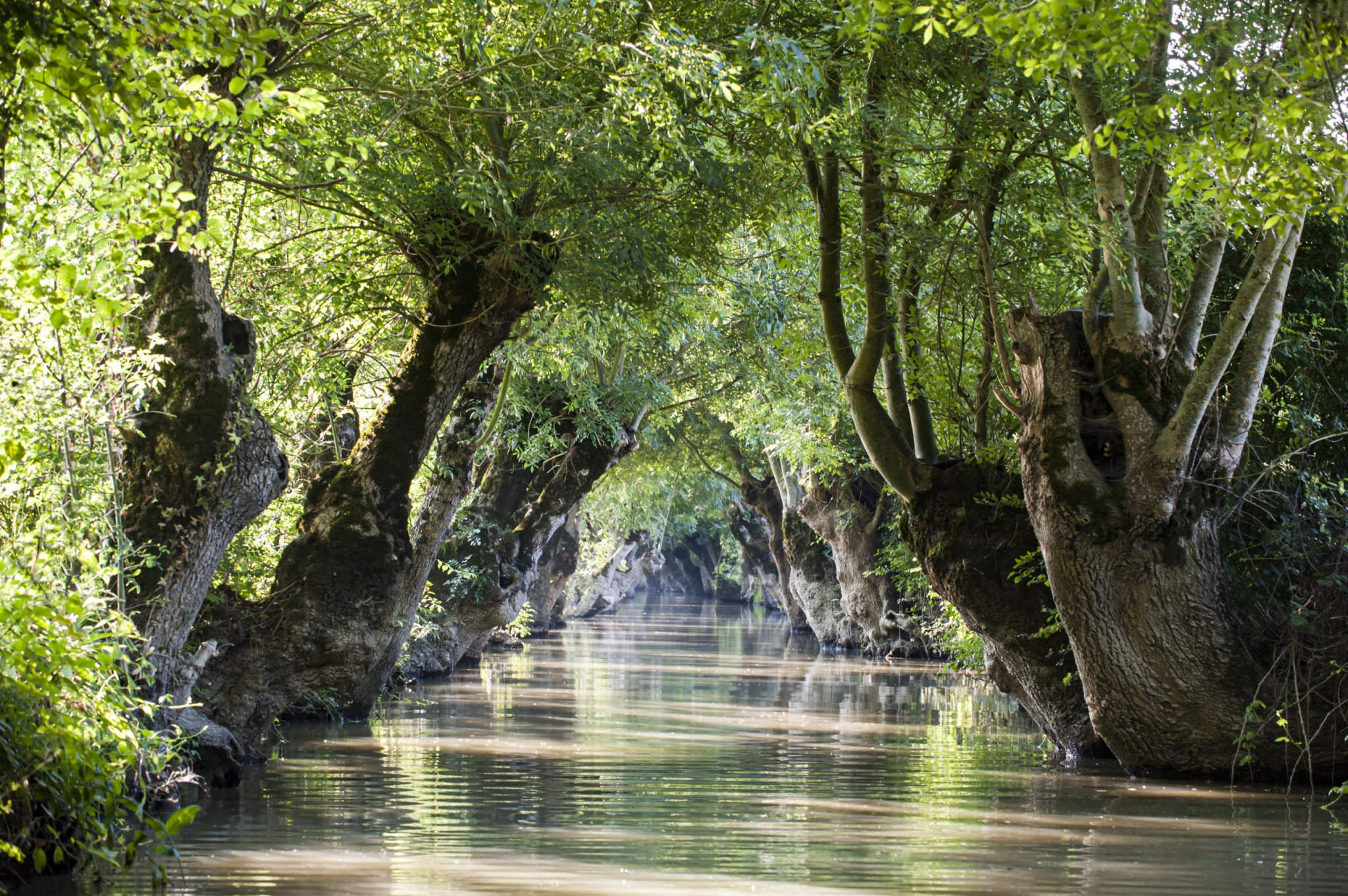 Parc Naturel R gional Du Marais Poitevin Destination Parcs