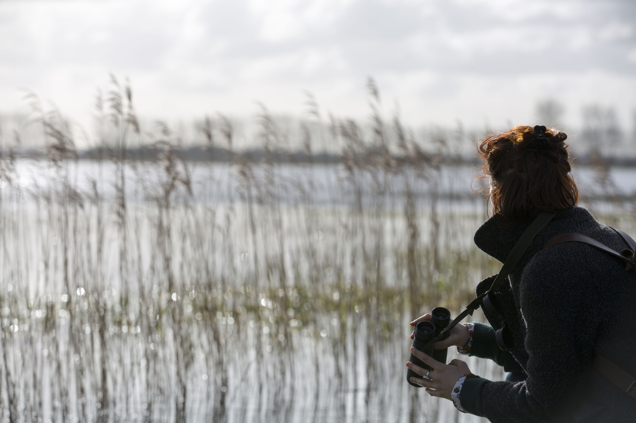 Observation des oiseaux des les marais inondés
