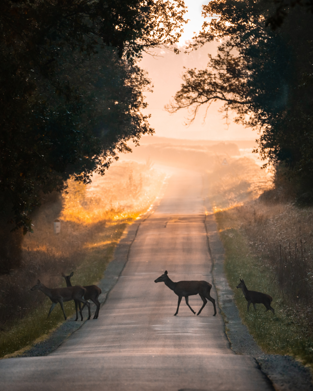Brâme du cerf et migration d'automne