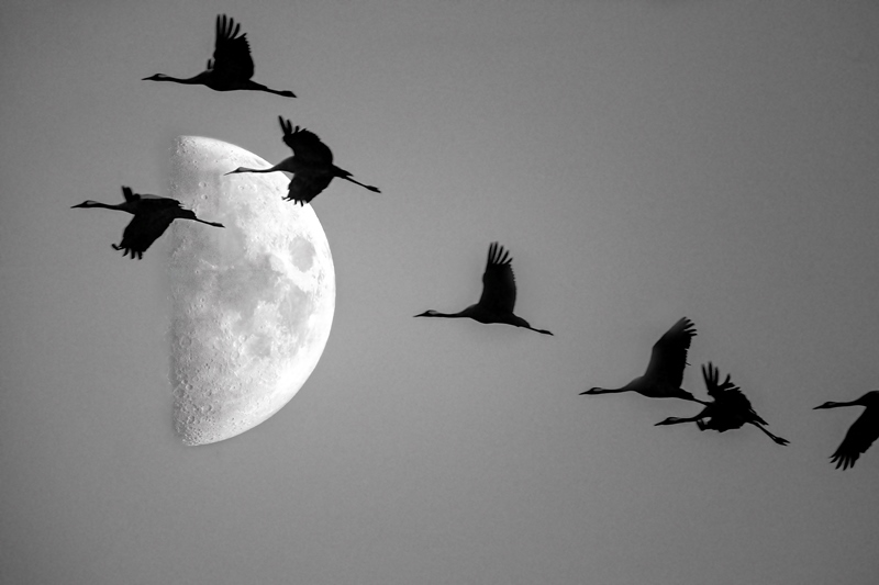 La migration des oiseaux en Brenne en automne