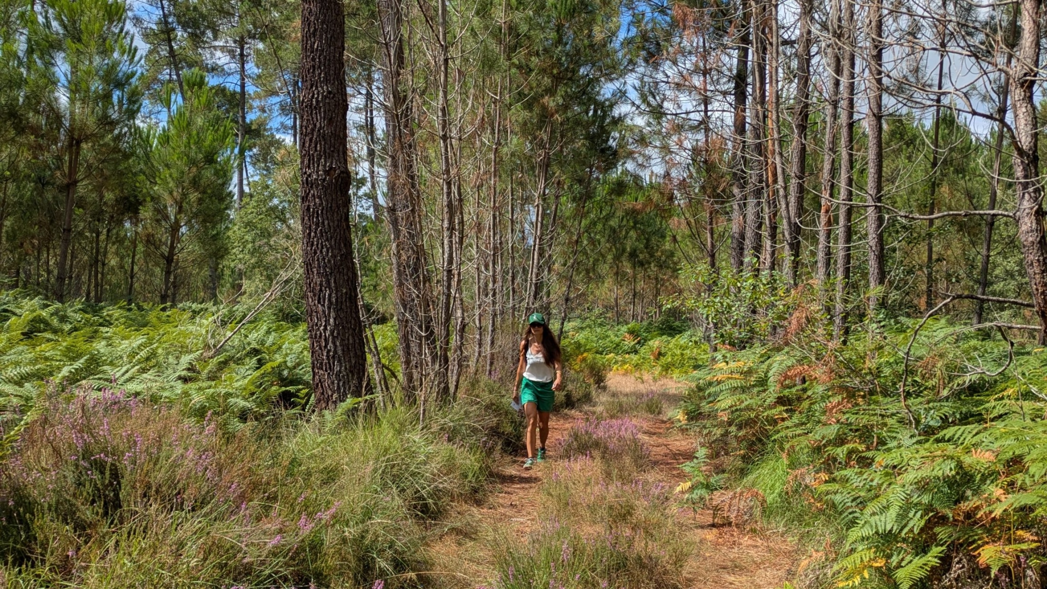 Paysage de forêt et de bruyère