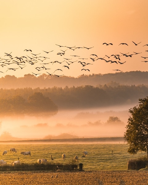 OIseaux hivernants en Brenne